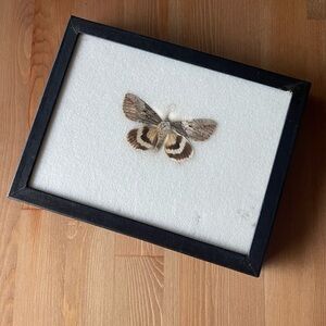 Moth Taxidermy Vintage Collectable